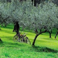 Le Strade dell’Olio