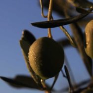 Le strade dell’olio