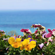 Primavera in Versilia