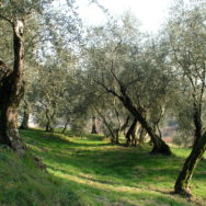 Le strade dell’olio – 11 novembre